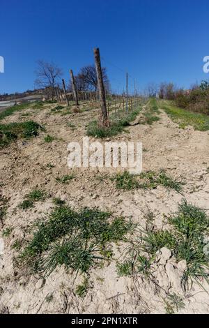 La Morra, Piedmont, Italien – 25. März 2023: Weinberg in Langhe, UNESCO-Weltkulturerbe. Stockfoto