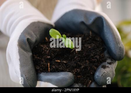 Die Nahaufnahme zweier Hände der Frau trug eine Tüte mit Pflanzlingen, die in den Boden gepflanzt werden sollten. Stockfoto