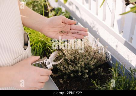 Die Hand einer Frau schneidet einen Thymian aus dem Blumentopf. Nahaufnahme der weiblichen Gartenarbeit Stockfoto