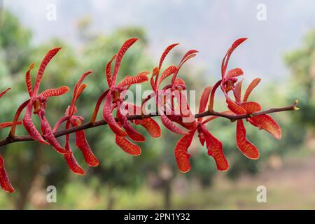 Nahaufnahme der leuchtend roten Orangenblüten der epiphytischen Orchideenart Renanthera coccinea, die im tropischen Garten im Freien blühen Stockfoto