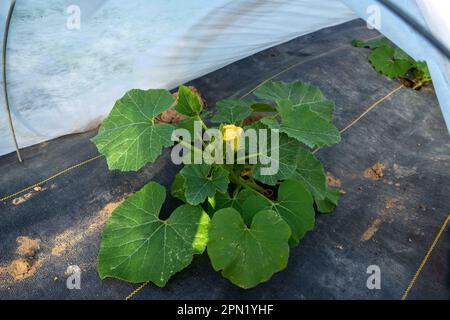 Sommer-Kürbispflanze unter schwimmender Reihenbedeckung im Bio-Garten Stockfoto