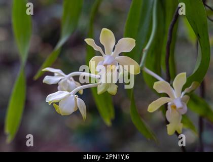 Nahaufnahme der im Freien blühenden Blüten der epiphytischen Orchideenart der zarten gelben und weißen Vanda denisoniana Stockfoto