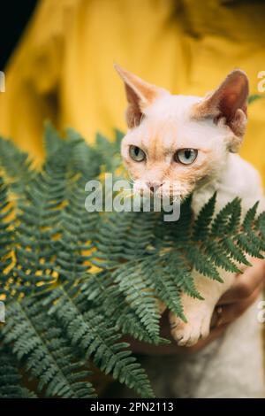 Porträt Von Devon Rex Cat Mit Fern-Blättern. Gehorsame Devon Rex-Katze Mit Creme-Pelz-Farbe Auf Den Händen. Neugierig Verspielt Witzig Süß, Wunderschöner Devon Stockfoto