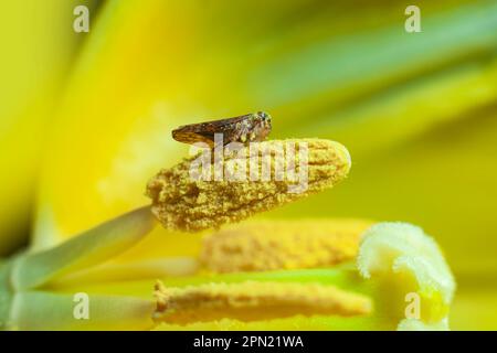 Ein kleiner Käfer in einer Blütenmakrografie bei Tulpen Stockfoto