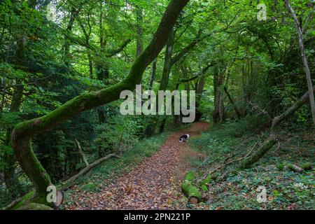 Ein Waldweg am Hawkley Hanger im South Downs National Park in Hampshire, Großbritannien, Anfang Herbst Stockfoto