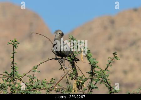 Grauer afrikanischer Go Away Bird mit Flöte hoch oben auf einem Ast mit Bergen dahinter. Stockfoto