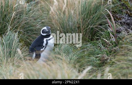 Frei lebende Magellanpinguine (Spheniscus magellanicus) auf den Falklandinseln Stockfoto