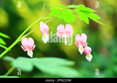 Blutende Herzblumen (Dicentra spectabilis) mit weichem Hintergrund, Nahaufnahme von rosa blutenden Herzblumen, die im Garten blühen Stockfoto