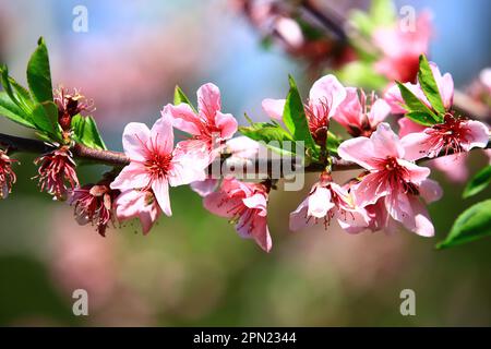Pink Pfirsichblüten, wunderschöne bunten Pfirsichblüten, die auf den Zweigen der Plantage blühen Stockfoto