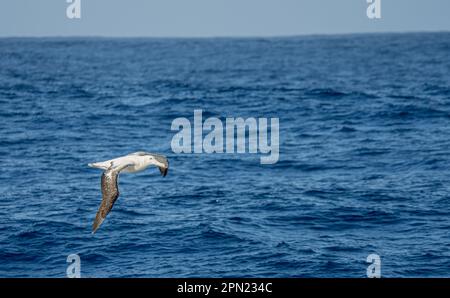 Wandering Albatross (Diomedea exulans) - der Vogel mit der größten Flügelspanne der Welt schwingt im Gleitflug über das blaue Meer Stockfoto