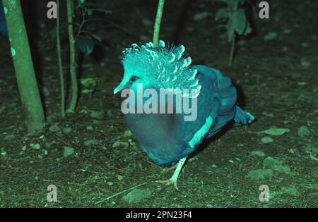 Die größte Taube der Welt, die Goura gekrönte Victoria-Taube, die in der Sepik-Region von Papua-Neuguinea fotografiert wurde. Stockfoto