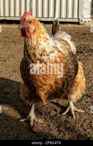 Eine gesprenkelte, braune Henne mit rotem Kamm, nähert sich der Kamera. Stockfoto