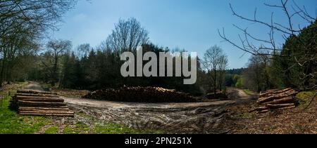 Holzstapel, Weybourne Woods Stockfoto