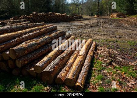 Holzstapel, Weybourne Woods Stockfoto