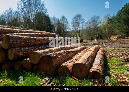 Holzstapel, Weybourne Woods Stockfoto