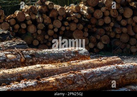 Holzstapel, Weybourne Woods Stockfoto