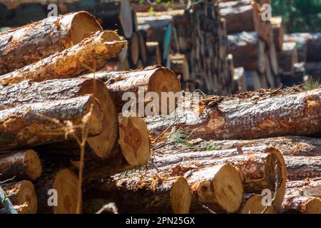 Holzstapel, Weybourne Woods Stockfoto