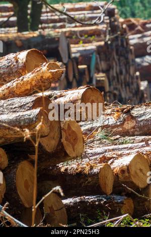 Holzstapel, Weybourne Woods Stockfoto