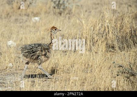 aby Strauß, oder Eier auf Beinen, die sich gezielt in den Namibischen Savannah-Ebenen ausbreiten. Stockfoto