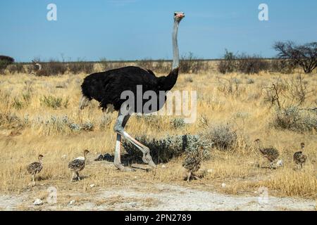 Fünf Baby Strauße, oder Eier auf Beinen, laufen durch die Namibische Savanne Ebenen mit einem wachsamen Mann in Zucht Gefieder mit roten Beinen und Schnabel. Stockfoto