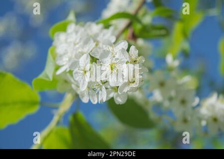 Prunus padus, auch bekannt als Vogelkirsche, Hackbeere, Hagbeere oder Mayday-Baum, ist eine blühende Pflanze in der Rosenfamilie Rosaceae. Zweige der Vogelkirsche Pru Stockfoto