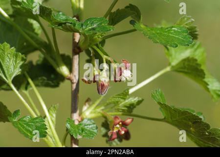 Rote Jostaberry-Blüten (Ribes x nidigrolaria), ein Komplex-Kreuz-Fruchtbusch. Familie Grossulariaceae. In einem verblassten grünen, holländischen Garten. Frühling, April, Stockfoto