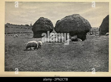 Mittags Schafe auf der Weide, historische Fotografie aus dem Buch Highways and Byways of New England, einschließlich der State of Massachusetts, New Hampshire, Rhode Island, Connecticut, Vermont und Maine, 1865-1940 Publisher New York, The Macmillan Company; London, Macmillan and Co., Limited. 1915 Publisher New York, The Macmillan Company Stockfoto