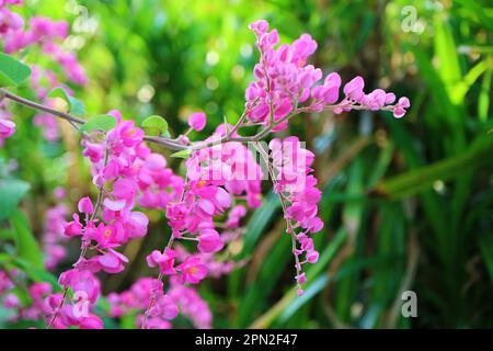 Klappenbüschel mit wunderschönen Coral Vine oder mexikanischen Creeper Flowers, die im Sonnenlicht blühen Stockfoto