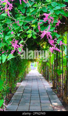 Blühende Coral Vine oder mexikanische Creeper Flowers beim Klettern um den Arch of a Garden Path Stockfoto