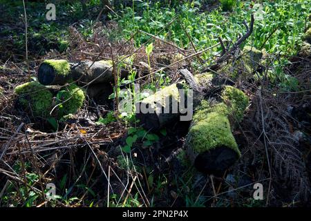 Alte Moos-verdeckte Holzscheite auf einem Waldboden Stockfoto