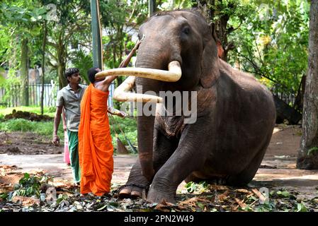 Colombo, Sri Lanka. 16. April 2023. A Monk salbt den Kopf des Kotte Tempels Raja tusker während der Sinhala und Tamil Neujahrsfeier zur Ölsalbung im Kotte Rajamahavihara Tempel in Colombo (Foto: Ruwan Walpola/Pacific Press). Credit: Pacific Press Media Production Corp./Alamy Live News Stockfoto