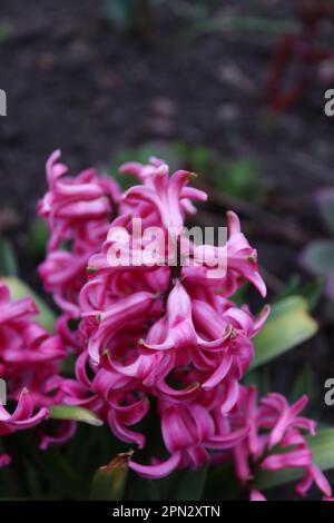 Ein Strauß rosa Hyazinth im Garten eines einheimischen Mannes Stockfoto