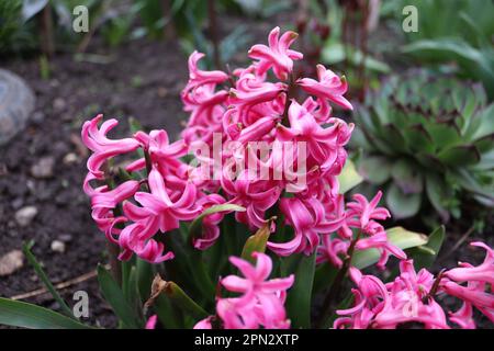 Ein Strauß rosa Hyazinth im Garten eines einheimischen Mannes Stockfoto