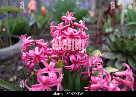 Ein Strauß rosa Hyazinth im Garten eines einheimischen Mannes Stockfoto