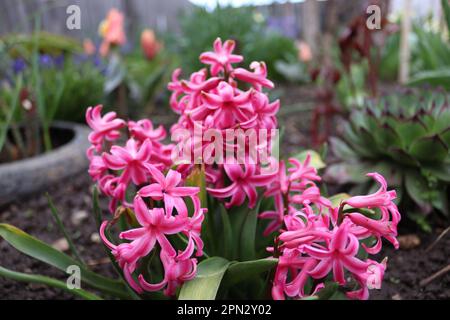 Ein Strauß rosa Hyazinth im Garten eines einheimischen Mannes Stockfoto