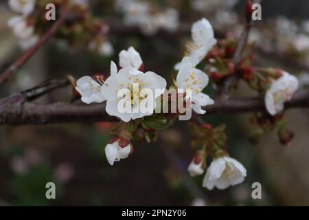 Der Faden einer Kirschblüte Stockfoto