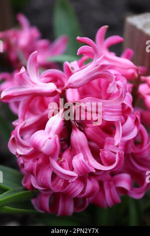 Ein Strauß rosa Hyazinth im Garten eines einheimischen Mannes Stockfoto