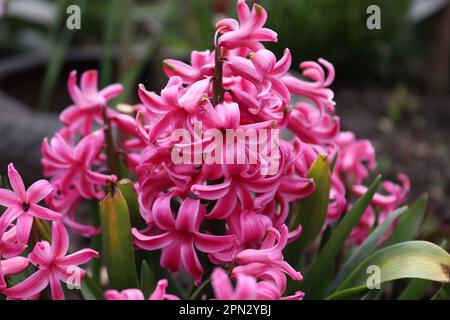 Ein Strauß rosa Hyazinth im Garten eines einheimischen Mannes Stockfoto