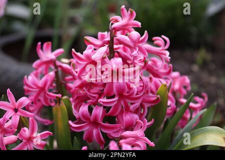 Ein Strauß rosa Hyazinth im Garten eines einheimischen Mannes Stockfoto