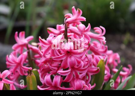 Ein Strauß rosa Hyazinth im Garten eines einheimischen Mannes Stockfoto