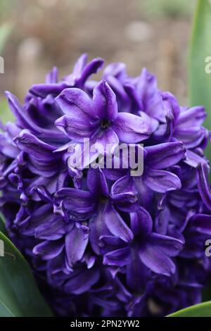 Ein Strauß blauer Hyazinthen im Garten eines einheimischen Mannes Stockfoto