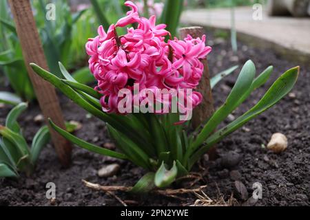 Ein Strauß rosa Hyazinth im Garten eines einheimischen Mannes Stockfoto