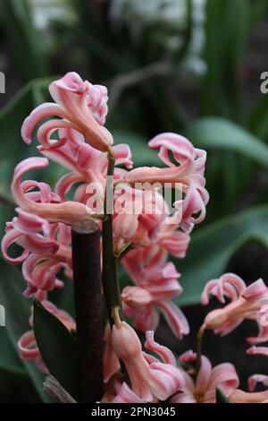 Ein Strauß rosa Hyazinth im Garten eines einheimischen Mannes Stockfoto