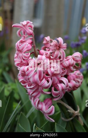 Ein Strauß rosa Hyazinth im Garten eines einheimischen Mannes Stockfoto