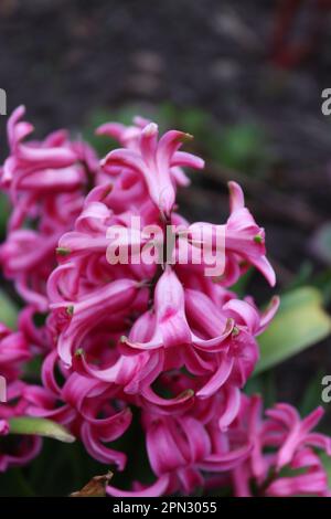 Ein Strauß rosa Hyazinth im Garten eines einheimischen Mannes Stockfoto