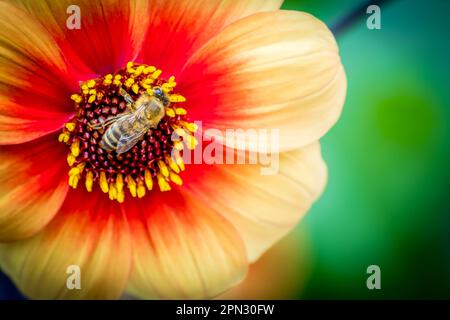 Die Honigbiene wird gefangen, wenn sie Nektar aus einer lebendigen, orange-gelben Dahlie mit ihrem pelzigen, schwarz-gelben Körper und ihren zarten Flügeln sammelt. Stockfoto