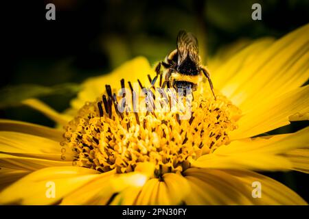 Eine Bumblebee mit schwarzen und gelben Streifen, sammelt Nektar und bestäubt die lebendige goldgelbe Heliopsis Helianthoides Blume namens Summer Sun. Stockfoto