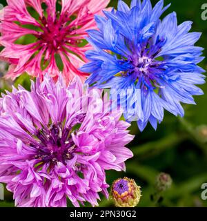 Drei Maisblüten aus Centaurea Cyanus, jedes mit ihren intensiven Blau-, Pink- und Lila-Tönen, sorgen für eine atemberaubende Darstellung der Natur und ihrer farbenfrohen Schönheit. Stockfoto
