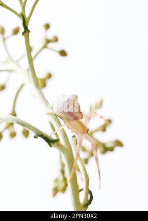 I ragni granchio, qui un Thomisus onustus, non costruscono la ragnatela ma aspettano la preda stando in agguato su un fiore o su qualunque substrato g Stockfoto