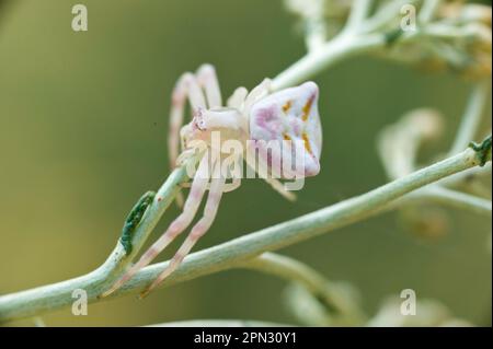 I ragni granchio, qui un Thomisus onustus, non costruscono la ragnatela ma aspettano la preda stando in agguato su un fiore o su qualunque substrato g Stockfoto